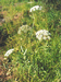 Поручейник широколистный (Sium latifolium L.) – корткокорневищный многолетник, обитатель болотистых лугов и пойменных соров. В.Тюрин.