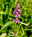 Stachys palustris L. (Lamiaceae). V.Tyurin.