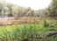 «Вымочка» в центральной зоне сузунской поймы (верхняя Обь), окруженная ивовыми лесами. Основную площадь занимают заросли жерушника земноводного (Rorippa amphibia) и поросшие кипреем болотным (Epilobium palustre) навалы бревен. На переднем плане – куртина аира (Acorus calamus). И.Смелянский.