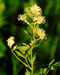 Василисник желтый (Thalictrum flavum L.) – длиннокорневищный многолетник, обитатель болотистых и влажных лугов, кустарниковых зарослей и пойменных лесов. В.Тюрин.