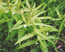 Вероника щитковая (Veronica scutellata L.) – наземностолонный многолетник, редко отмечаемый в Обь-Иртышской пойме. Встречается на болотистых лугах и эвтрофных кустарниковых болотах. В.Тюрин.